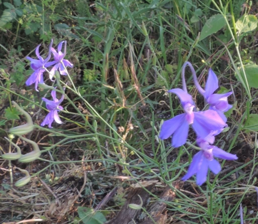 Delphinium consolida (Ranunculaceae)